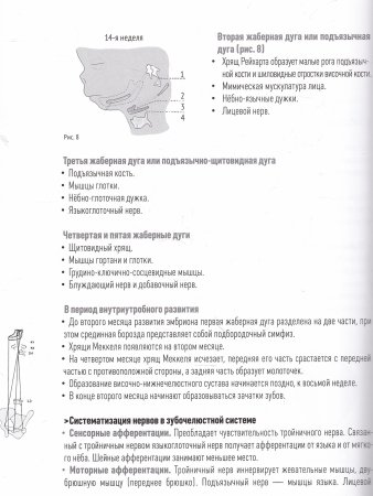Зубочелюстная система